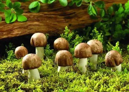 蘑菇娱乐吃瓜社