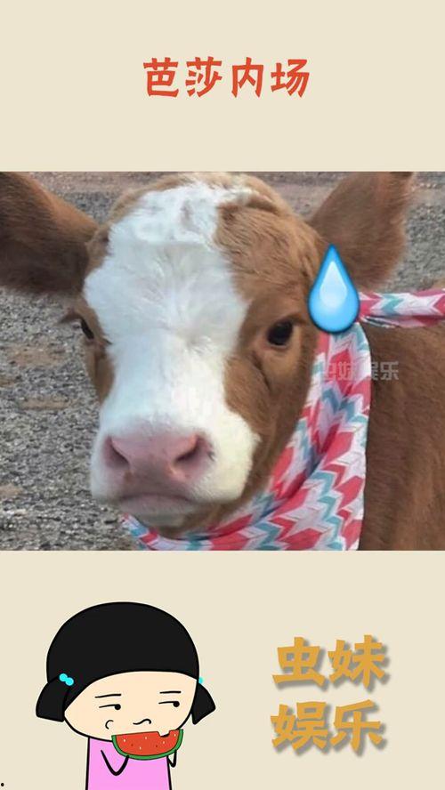 娱乐吃瓜酱贴纸